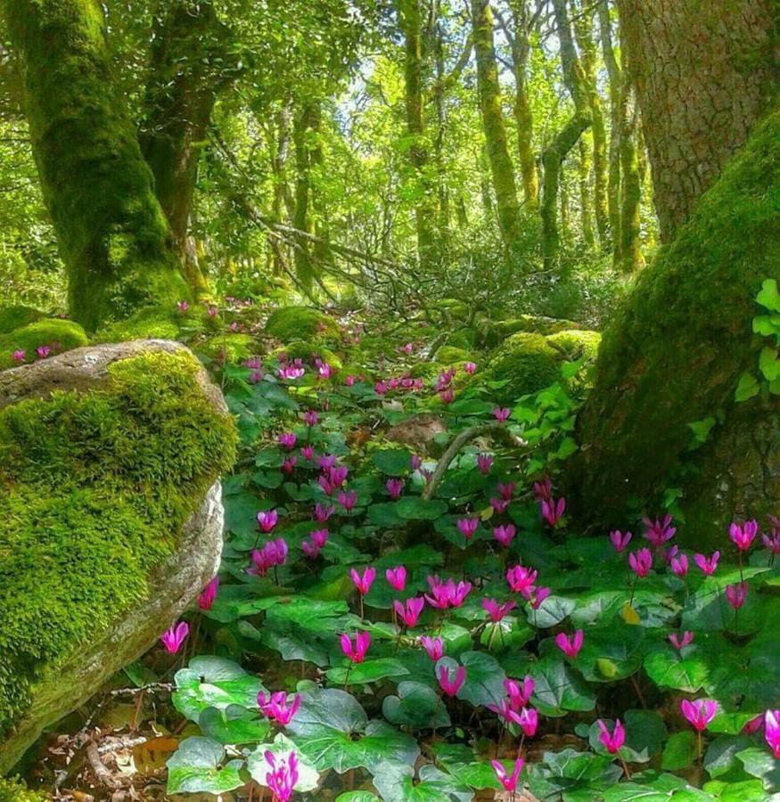 Agrifoglio B&B Con Giardino Aritzo Dış mekan fotoğraf